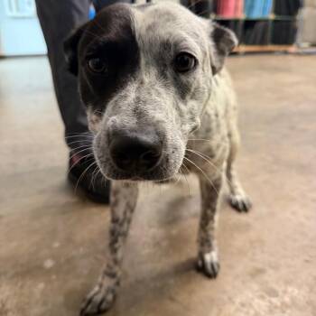Australian Cattle Dog Blue Heeler and Terrier Dogs Available for Adoption in Abilene, Texas - Danielle | PetCurious