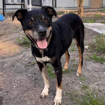 Abigail -  Mixed Breed Dog for Adoption in Lake Panasoffkee, Florida - Abigail | PetCurious
