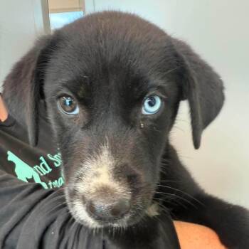Burnt Ends -  Mixed Breed Dog for Adoption in Sand Springs, Oklahoma - Burnt Ends | PetCurious