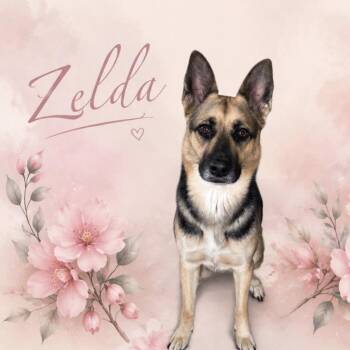Zelda -  German Shepherd Dog Dog Available for Adoption in Liverpool, Texas - Zelda | PetCurious