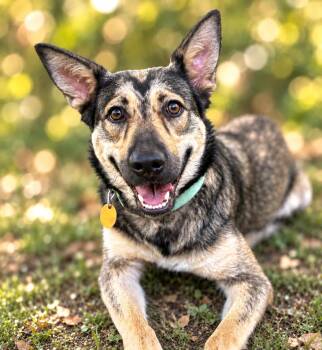 Coya -  Belgian Shepherd Malinois and German Shepherd Dog Dog for Adoption in San Antonio, Texas - Coya | PetCurious