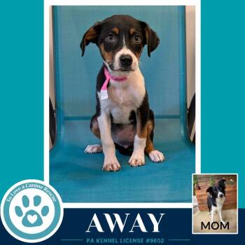 Border Collie and Labrador Retriever Dogs Available for Adoption in Kimberton, Pennsylvania - Away (Rosie