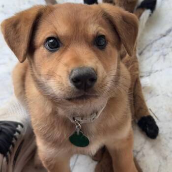 Dream -  Mixed Breed Dog for Adoption in Buffalo, Minnesota - Dream | PetCurious