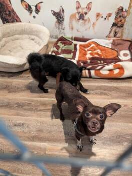 Lupita -  Chihuahua Dog for Adoption in Pine Grove, Pennsylvania - Lupita | PetCurious