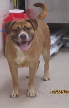 Pit Bull Terrier Dogs Available for Adoption in Marietta, Georgia - Legend(826) | PetCurious