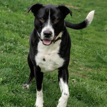 Border Collie and Mixed Breed Dogs Available for Adoption in Nashville, Tennessee - Tuxedo | PetCurious