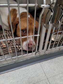 Found -  Hound Dog for Adoption in Liberty, Missouri - Found | PetCurious