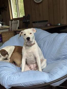 BJ (fka Luna) -  American Staffordshire Terrier Dog for Adoption in Brewster, New York - BJ (fka Luna) | PetCurious