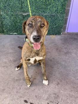 Shepherd and Mixed Breed Dogs Available for Adoption in El Paso, Texas - 60785847 | PetCurious