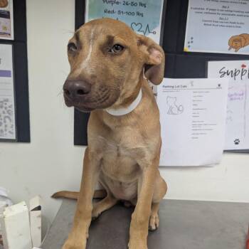 Trouble -  Terrier Dog for Adoption in Birmingham, Alabama - Trouble | PetCurious