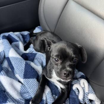 Oreo -  Chihuahua Dog for Adoption in San Antonio, Texas - Oreo | PetCurious