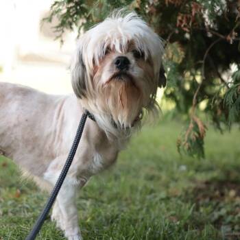 Darlene -  Mixed Breed Dog for Adoption in Philadelphia, Pennsylvania - Darlene | PetCurious