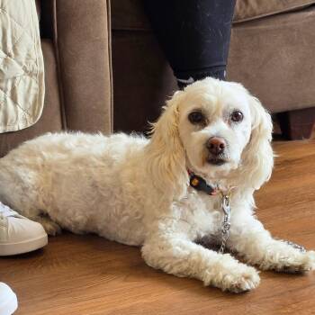 Diamond -  Bichon Frise and Miniature Poodle Dog for Adoption - Diamond | PetCurious