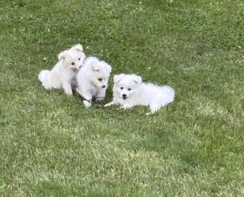 Snow White and Prince -  American Eskimo Dog Dog for Adoption in Armada, Michigan - Snow White And Prince | PetCurious