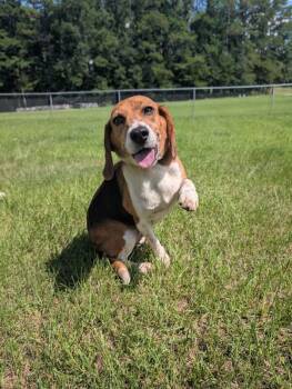Dorothy -  Beagle and Mixed Breed Dog for Adoption in Aiken, South Carolina - Dorothy | PetCurious
