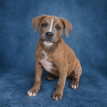 Pit Bull Terrier Dogs Available for Adoption in Heber Springs, Arkansas - Tuffy | PetCurious
