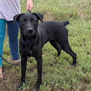 OLIVE -  Pointer and Labrador Retriever Dog for Adoption in Chicopee, Massachusetts - OLIVE | PetCurious