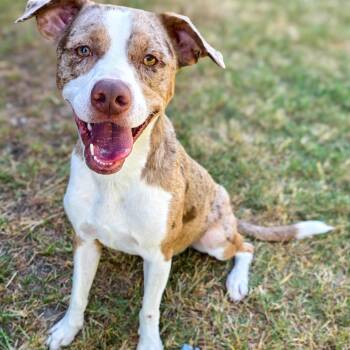 Toad -  Catahoula Leopard Dog Dog for Adoption in Gainesville, Texas - Toad | PetCurious