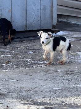 Dachshund Dogs Available for Adoption - Rue | PetCurious