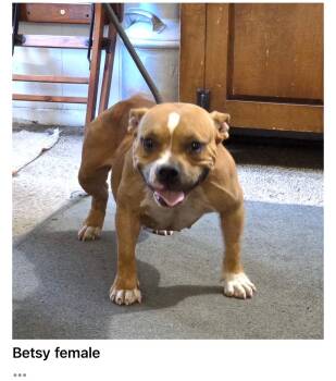 Betsy -  Bulldog Dog for Adoption in Blue Springs, Missouri - Betsy | PetCurious