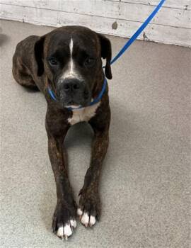 MANDY -  Boxer Dog for Adoption in San Bernardino, California - MANDY | PetCurious