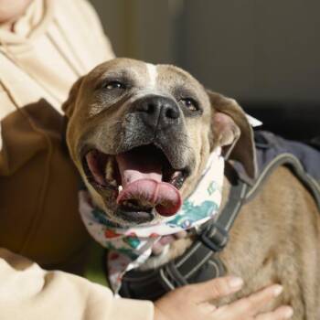 American Staffordshire Terrier Dogs Available for Adoption in San Antonio, Texas - FRIDA | PetCurious