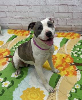 Mixed Breed Dogs Available for Adoption in Detroit, Michigan - Catalpa | PetCurious