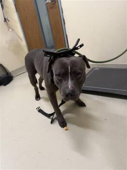 Pit Bull Terrier Dogs Available for Adoption in Fremont, California - GROVER | PetCurious