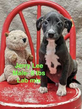 Jerry Lee -  Labrador Retriever Dog for Adoption in Manchester, Connecticut - Jerry Lee | PetCurious