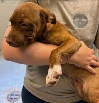 Pumpkin -  Mixed Breed Dog for Adoption in Morristown, New Jersey - Pumpkin | PetCurious