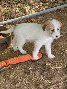 Mixed Breed Dogs Available for Adoption in West Chester, Pennsylvania - Sully | PetCurious