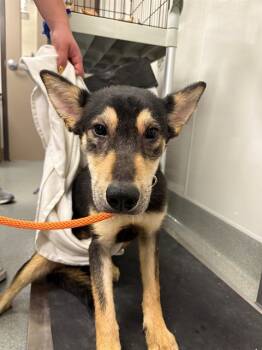 Rescue German Shepherd Dog Dogs for Adoption in Ontario, California - MATILDA | PetCurious