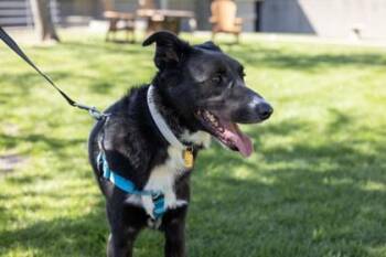 Benji -  Siberian Husky and Mixed Breed Dog for Adoption in Golden Valley, Minnesota - Benji | PetCurious