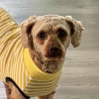 Cavalier King Charles Spaniel and Poodle Dogs Available for Adoption in Cincinnati, Ohio - Zoey | PetCurious