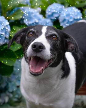MYRA -  Hound Dog for Adoption in Holbrook, New York - MYRA | PetCurious