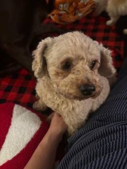 Rescue Poodle Dogs for Adoption in Pataskala, Ohio - Sir Frank | PetCurious