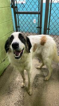 Great Pyrenees Dogs Available for Adoption in Fort Payne, Alabama - Willow | PetCurious