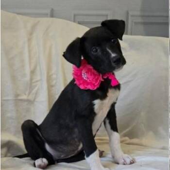 Dolly Parton -  Boxer and Mixed Breed Dog for Adoption in Chicago, Illinois - Dolly Parton | PetCurious