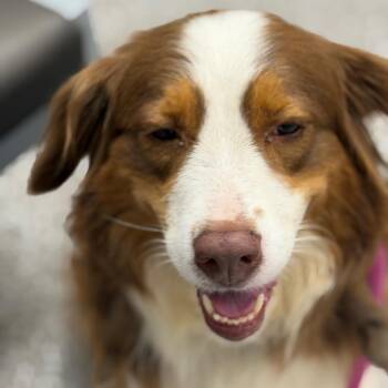 Lady -  Australian Shepherd Dog for Adoption in West Chester, Pennsylvania - Lady | PetCurious