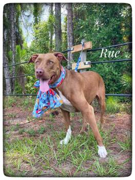 Rue -  American Staffordshire Terrier Dog for Adoption in Sebring, Florida - Rue | PetCurious