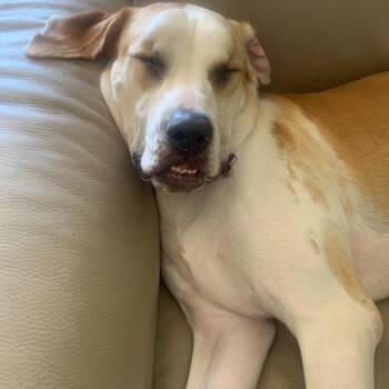 American Bulldog Dogs Available for Adoption in Boca Raton, Florida - Georgia | PetCurious