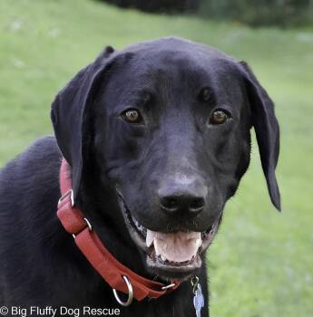 Rescue Black Labrador Retriever and Great Dane Dogs for Adoption in Nashville, Tennessee - Jace | PetCurious