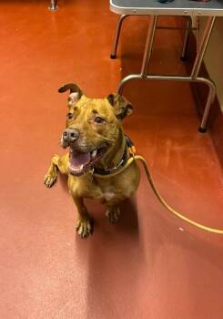 Zeke -  Pit Bull Terrier Dog for Adoption in Douglasville, Georgia - Zeke | PetCurious