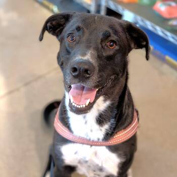 Rescue Labrador Retriever Dogs for Adoption in Oregon, Wisconsin - Juno | PetCurious