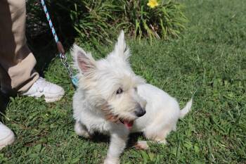 Kali -  West Highland White Terrier Westie Dog for Adoption in Goshen, Kentucky - Kali | PetCurious