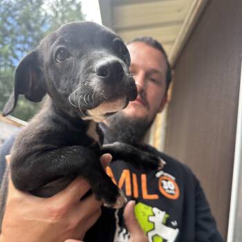 BETSY -  American Staffordshire Terrier and Mixed Breed Dog for Adoption in Richmond, California - BETSY | PetCurious