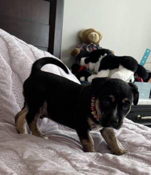 Xander -  Husky Dog for Adoption - Xander | PetCurious