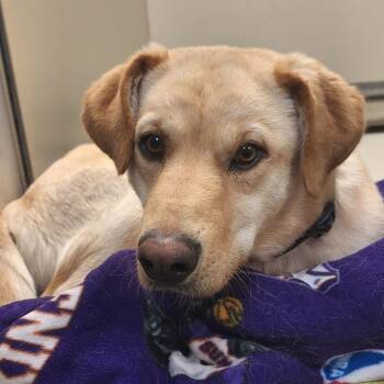 Poet -  Yellow Labrador Retriever and Mixed Breed Dog for Adoption in Flagstaff, Arizona - Poet | PetCurious