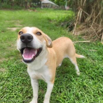 Lark -  Labrador Retriever and Hound Dog for Adoption in Manhasset, New York - Lark | PetCurious