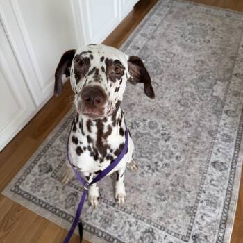 Daisy - sweet, friendly and playful -  Dalmatian Dog for Adoption in Oriskany, New York - Daisy - Sweet, Friendly And Playful | PetCurious